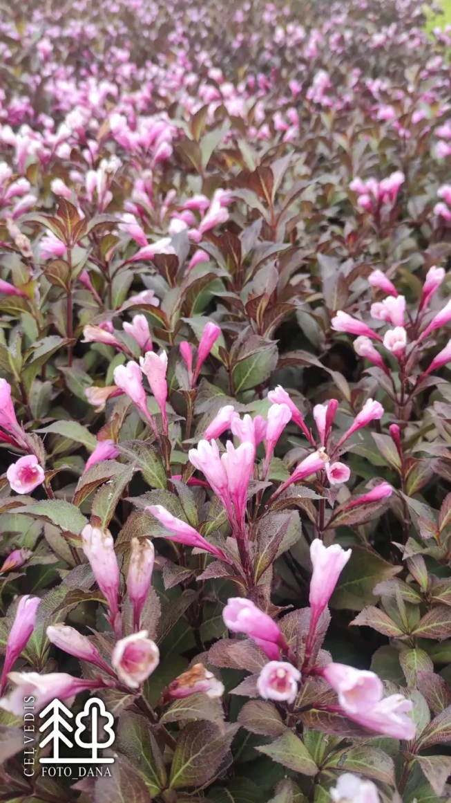 Weigela florida   'Atropurpurea Nana'